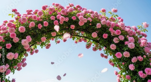 Vibrant pink rose arch under clear blue sky with falling petals