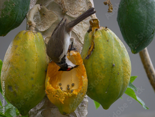 Bird doing acrobacy to eat ripe yellow papaya on tree