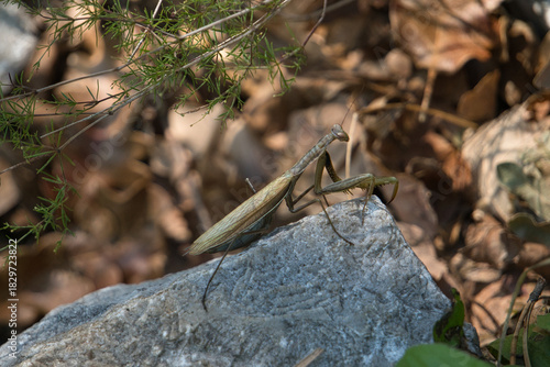 Photography praying mantid on a branch