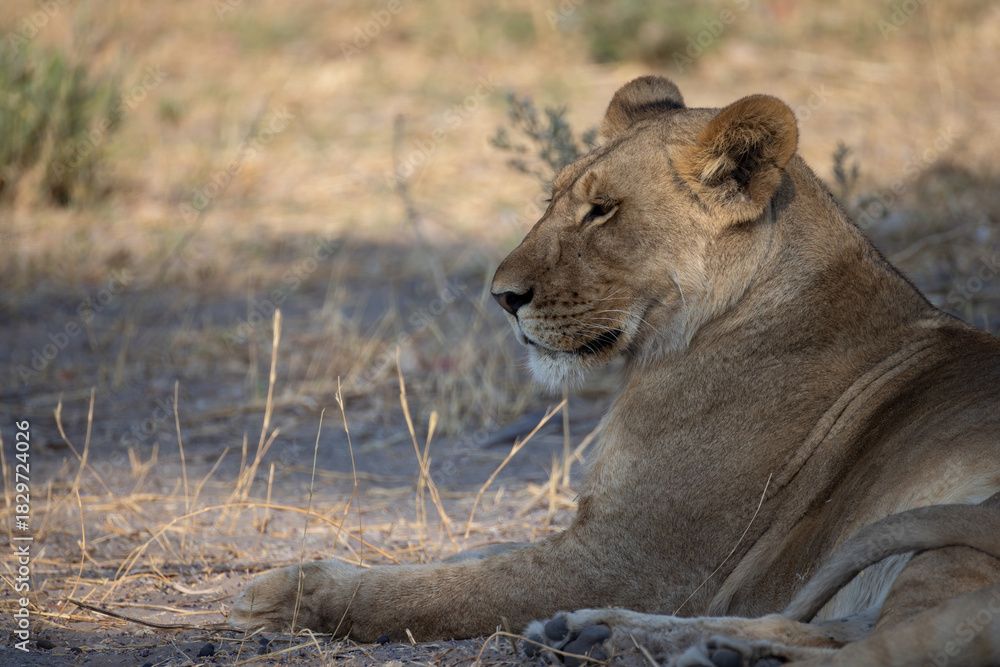Fototapeta premium lioness enjoys the shade in Savuti