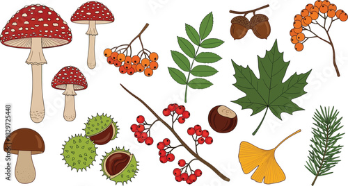 Autumn forest elements mushrooms berries leaves and pinecones illustration