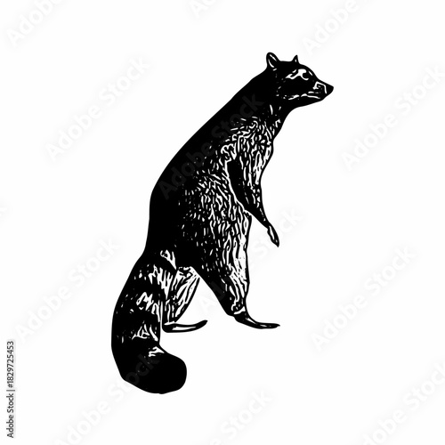 Vintage engraved raccoon standing on hind legs with textured fur detail, drawn in classic wildlife illustration style.