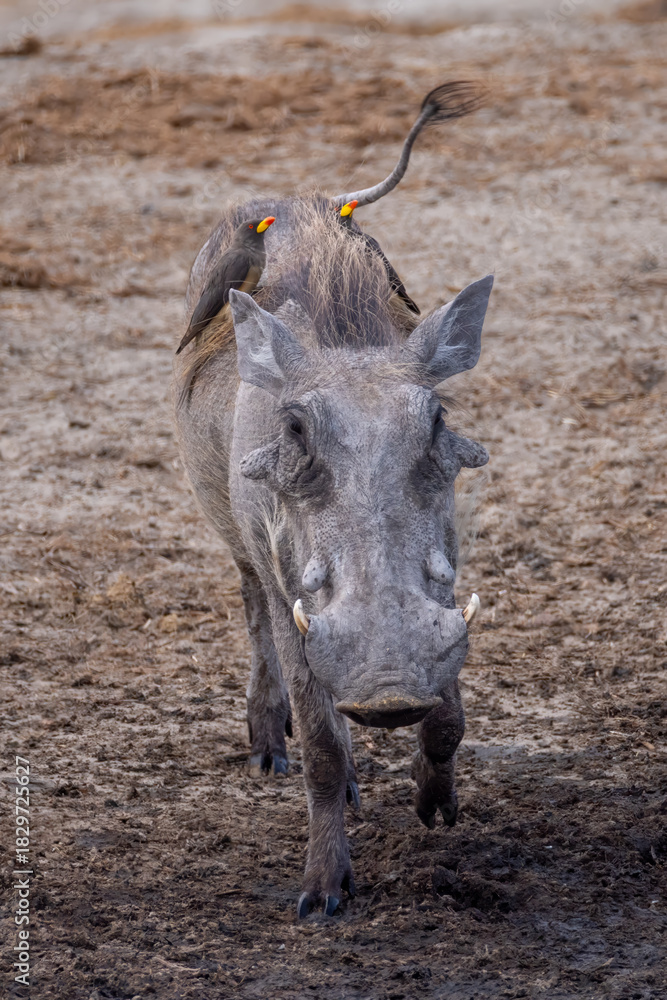Fototapeta premium two oxpecker birds on the back of a warthog