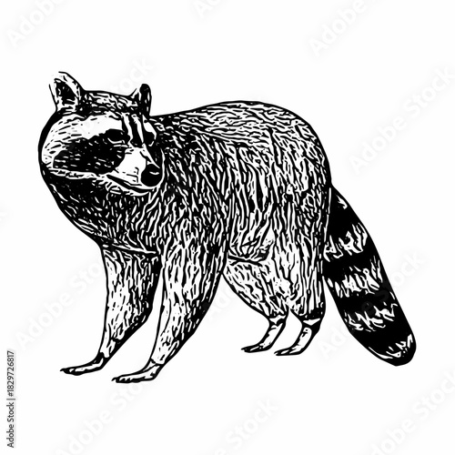 Hand-drawn raccoon illustration in vintage engraved style, standing on all fours with detailed fur texture and natural posture.