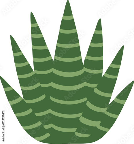 Zebra haworthia striped succulent