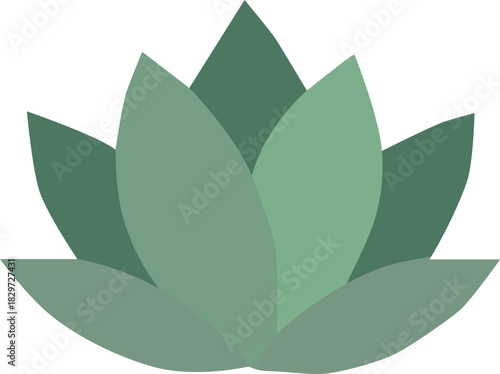 Blue green aloe rosette