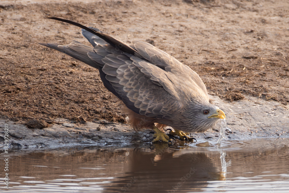 Fototapeta premium a thirsty red kite drinks at a waterhole