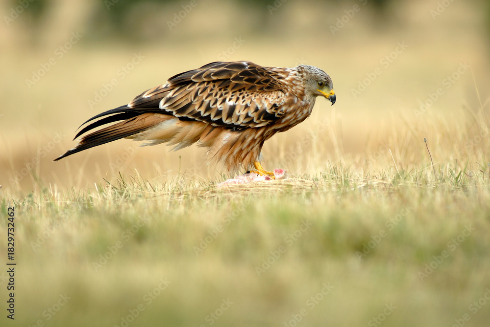 Fototapeta premium Milanos y ratoneros fotografiados en libertad en el campo en tierras abulenses