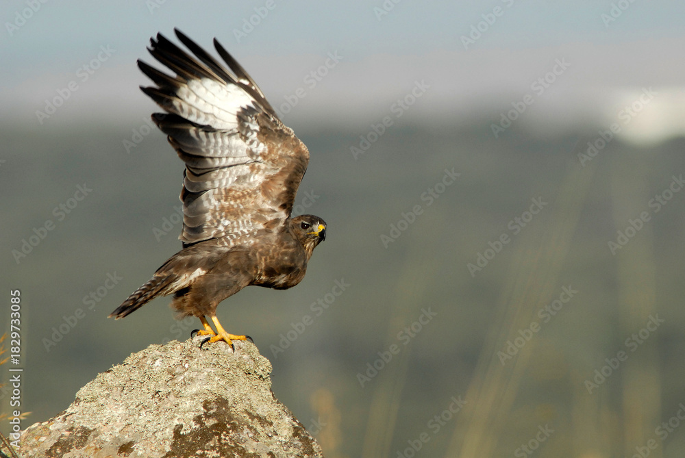 Fototapeta premium ratoneros y milanos en tierras abulenses,Avila.España