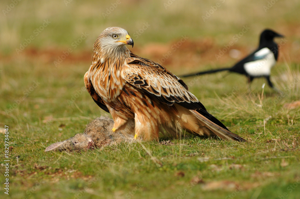 Obraz premium Milanos y ratoneros fotografiados en libertad en el campo en tierras abulenses