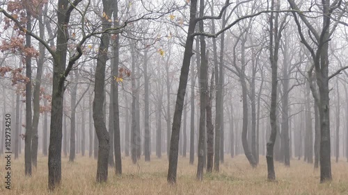 Foggy landscape in an autumn-winter park.