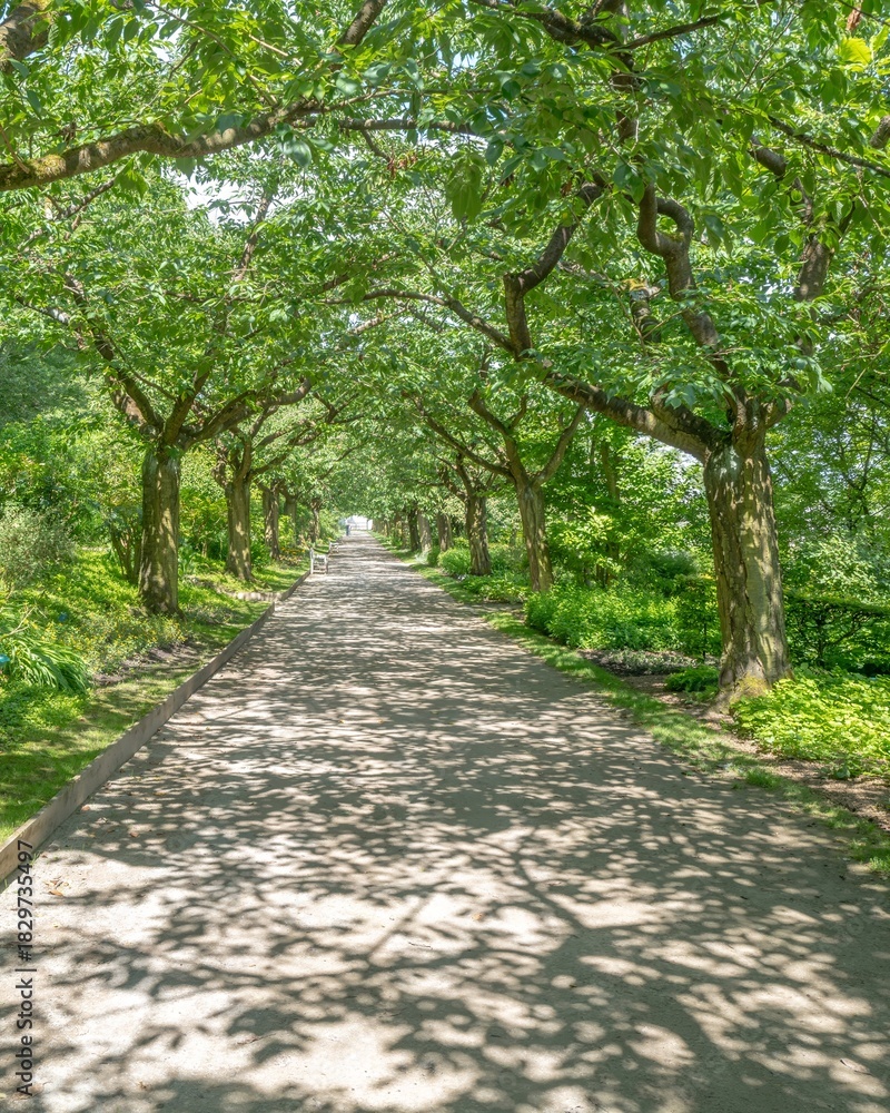 Fototapeta premium tree avenue in light and shade