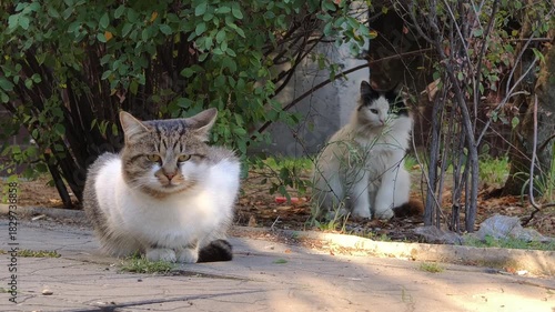 Two feral cats rest on a paved path next to green bushes on a sunny day. A tabby sits watching in the foreground while a fluffy cat grooms itself in the soft focus background.