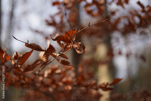 Nahaufnahme einer Rotbuche (Fagus sylvatica) mit erhaltenem Herbstlaub im Frühwinter