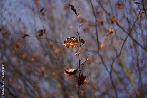 Letzte marzeszente Buchenblätter im Spätherbst, Minimalistische Natur