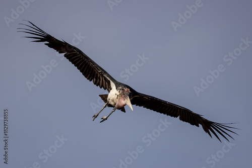 Fotografie flying marabou bird