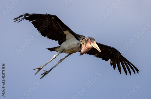 Фотография flying marabou bird
