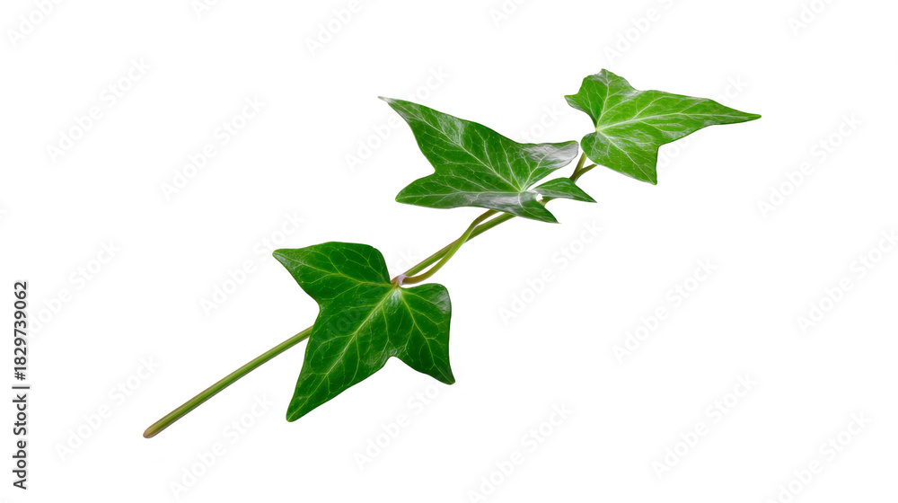 Obraz premium Green ivy leaf isolated on transparency background, showing detailed veins and vibrant color, perfect for botanical, nature, or eco themed designs, evoking freshness and calm