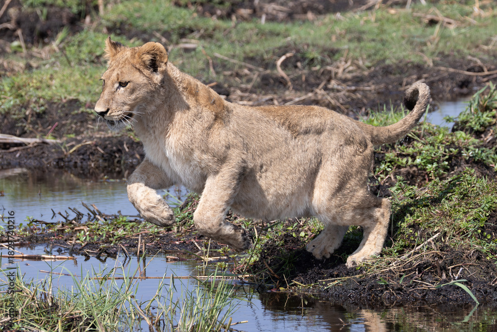 Obraz premium lions jump over a small water channel in the Okavango delta