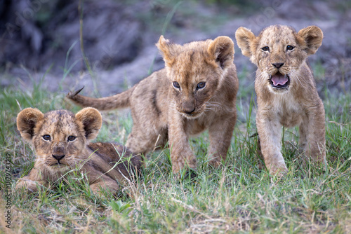 3 very cute (and sleepy) lion cubs