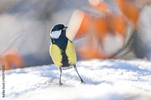 Winter scene with a great tit. Parus major