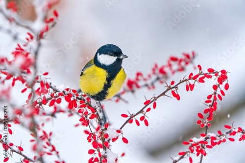 A cute great tit soits on a bush with red berries. Winter scene with a great tit. Parus major