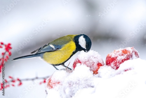 A great tit sits on a fallen apple and eats in winter. Winter scene with a great tit. Parus major