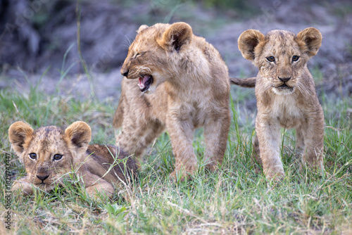 yawning lion cubs