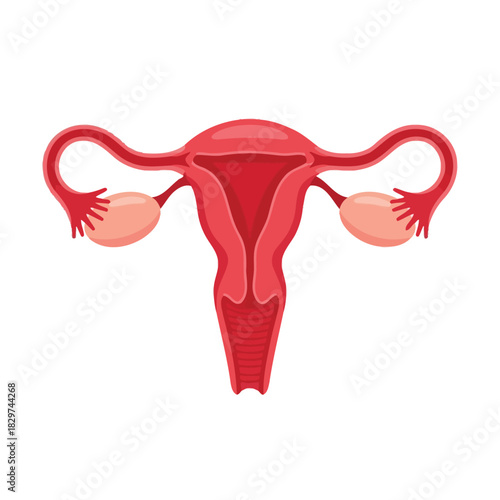 Detailed illustration of the human female reproductive system, including uterus, fallopian tubes, and ovaries, isolated on white background.