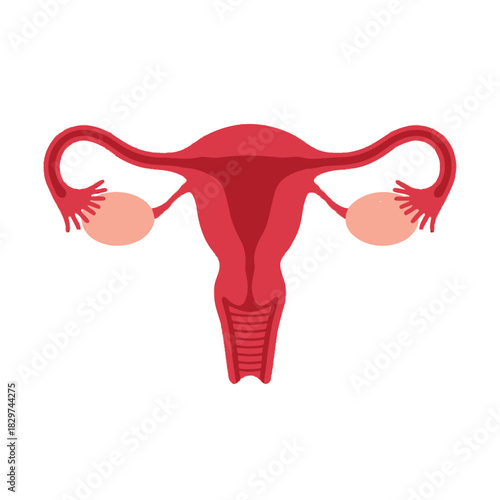 Illustration of human female reproductive system showing uterus, fallopian tubes, and ovaries isolated on white background.