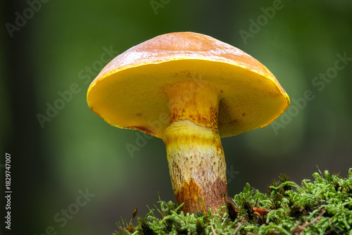 Tamarack jack mushroom close up