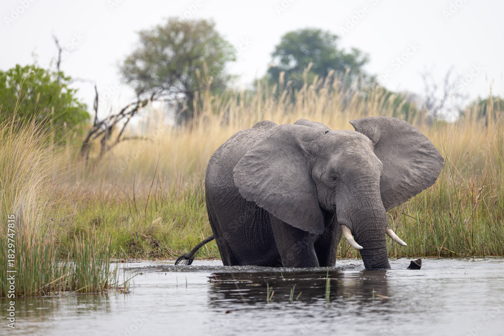 Obraz premium african elephant in the water of Okavango delta, Botswana
