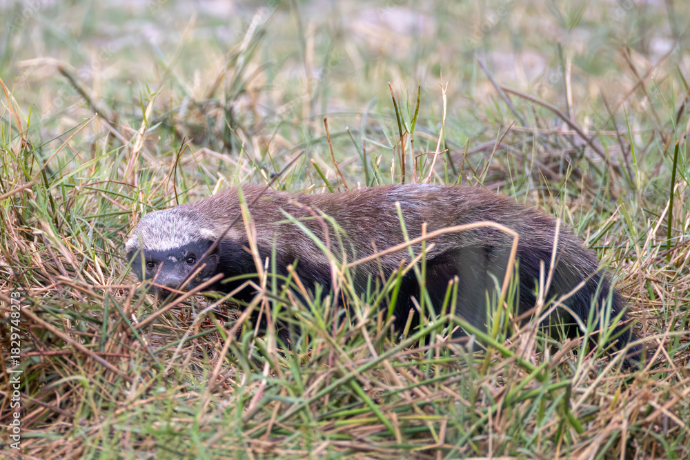 Obraz premium honeybadger in the grass