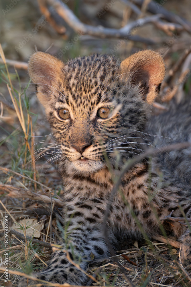 Fototapeta premium cute leopard cub in the bush of Khwai, Botswana