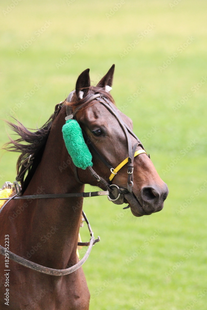 Obraz premium cheval trotteur