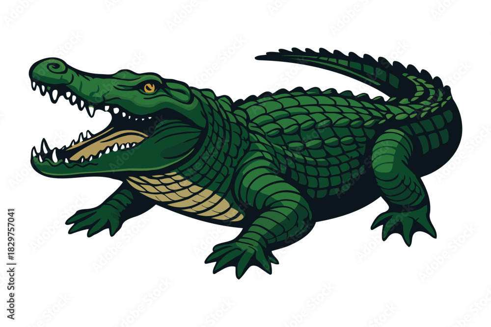 Fototapeta premium Fierce green alligator with mouth wide open showing sharp teeth and powerful jaws with textured scales and a long tail