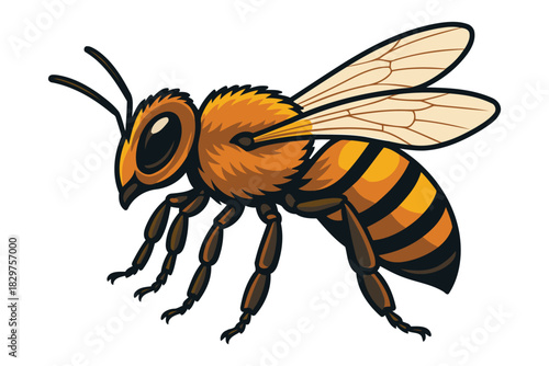 Detailed illustration of a fuzzy honey bee with striped abdomen and translucent wings in profile against a white background