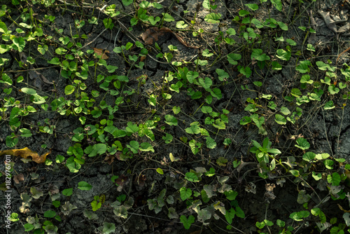 vines in the rice fields