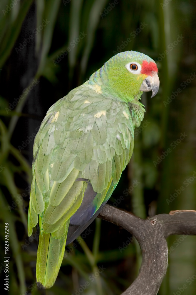 Obraz premium Red-lored Parrot, Amazona autumnalis, perched