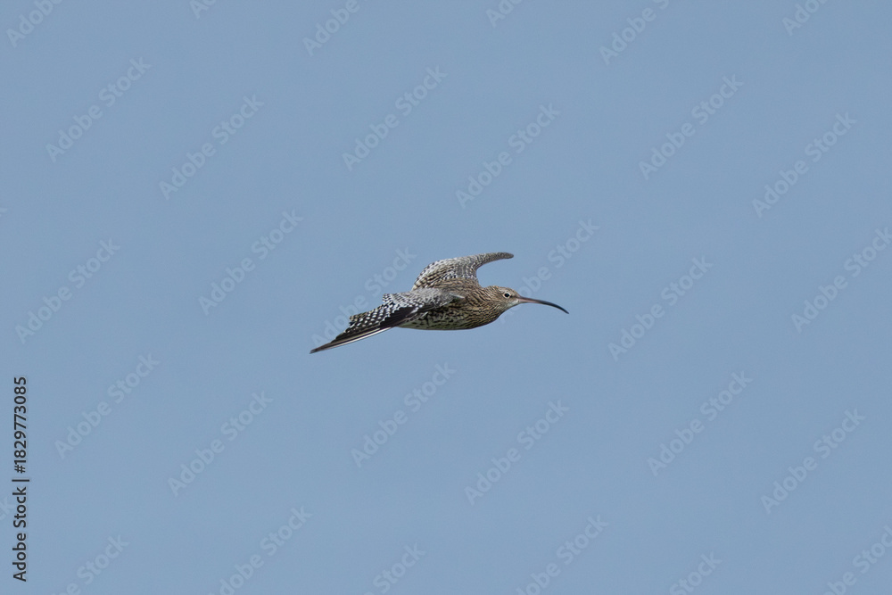 Obraz premium Curlew (Numenius arquata) - Bull Island Dublin coastal wader