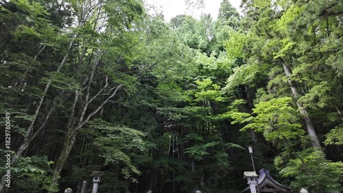 A straight, steep mountain trail ahead, seen through a dense forest in Nagano, Japan.