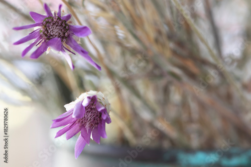 Dried thorny wildflower, macro close-up. Romantic background.