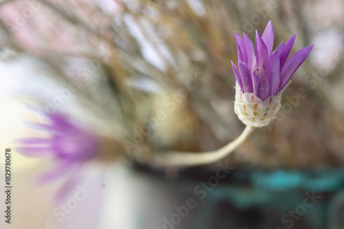 Dried thorny wildflower, macro close-up. Romantic background.
