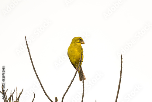 Brimstone canary bird (Crithagra sulphuratus) close up perched on a branch of a tree in Cape Town, South Africa with copy space