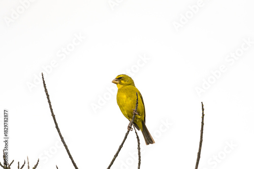 Brimstone canary bird (Crithagra sulphuratus) close up perched on a branch in Cape Town, South Africa with copy space