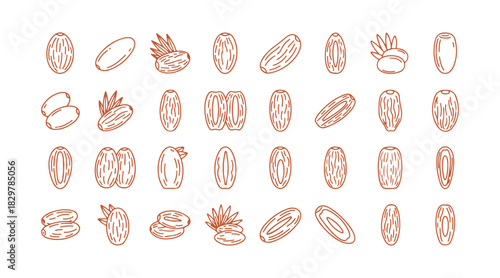 Set of date fruit icons in outline style. Leafy edibles. Dried palm.