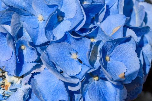 梅雨の季節に満開になった鮮やかな青い紫陽花の花のテクスチャ