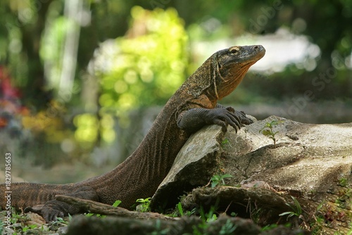 side view of a komodo dragon crawling up a rock