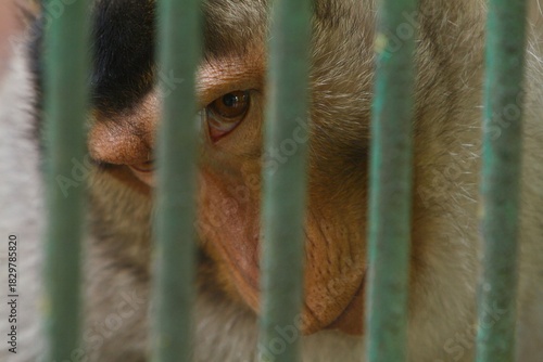 the expression on the monkey's face in the cage