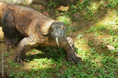 a komodo dragon is seen staring while sticking out its tongue